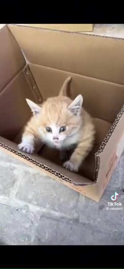 gato gigachad