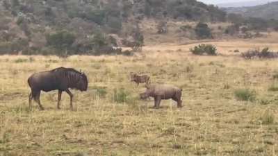 A baby rhino playfully charging a wildebeest before retreating to its mom