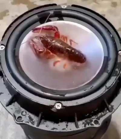 Lagosta BASSBOOSTED.