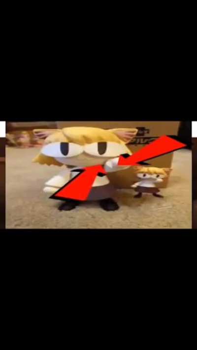 funny cat