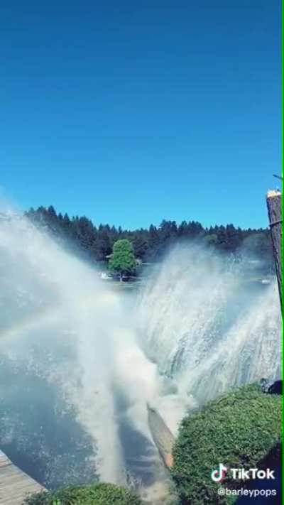 Giant tree falling across an entire lake