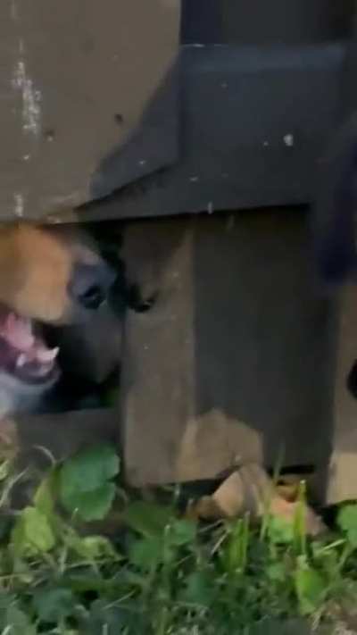 Dog fight