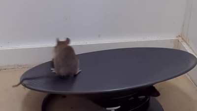 Even wild rodents naturally enjoy running on wheels. When wheels were placed in nature, free living wild mice were observed to spontaneously run on them. This is a 6 week old baby Roof Rat encountering a wheel for the first time.