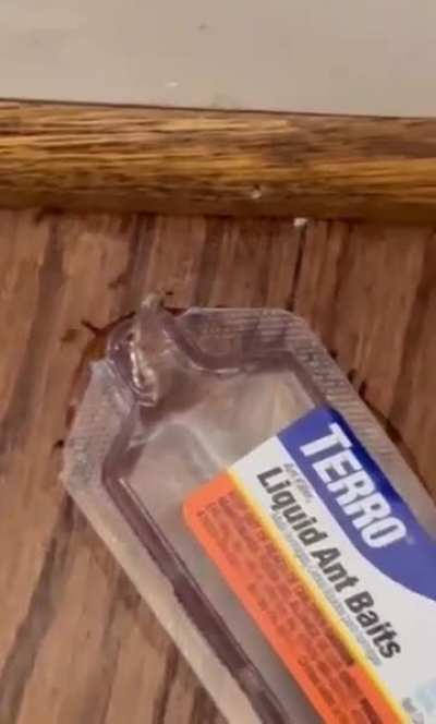Devious ant bait 