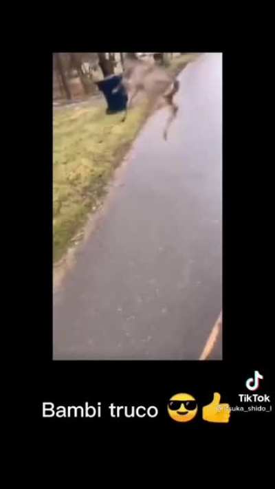 Bambi :0
