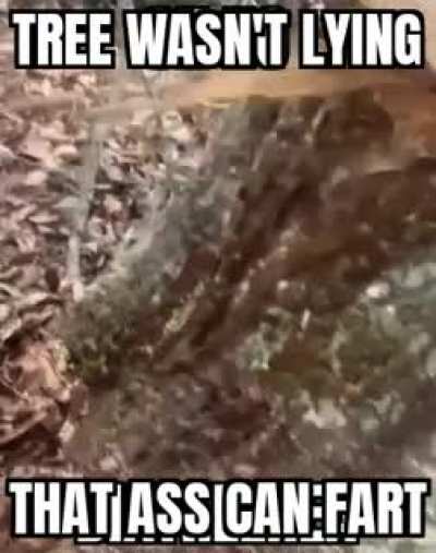 🌲🌲🌲🌲🍑🍑🍑🍑🥵🥵🥵🥵