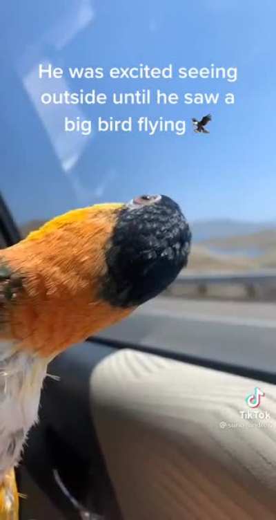 I really had to cut this cutie’s scream