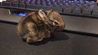 Meet Enzo my 10 day old bunny. Today is a huge day as he took his first steps and opened his eyes!