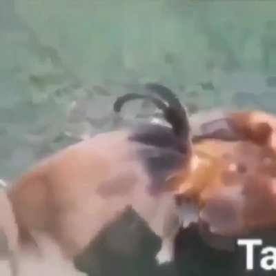 Si alguien conoce al dueño del perro, dígase, el filmador, dele mis mas cordiales saludos.