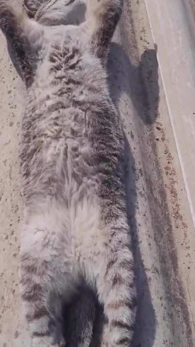 solar powered cat
