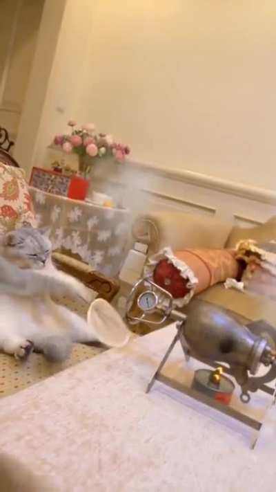 Chef Cat Vol.2!