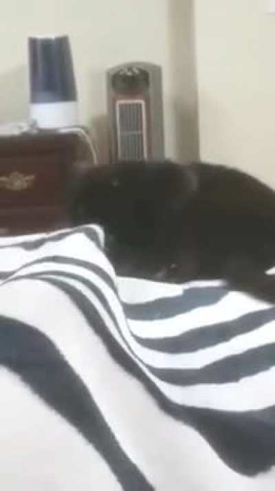 Cat overly dramatic attack