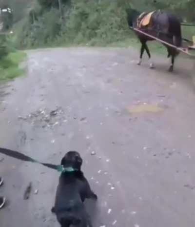 When your dog doesn't bark