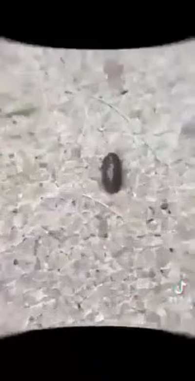 Isopod post