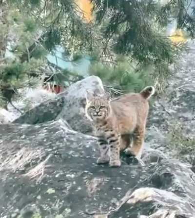 Winter Kitty