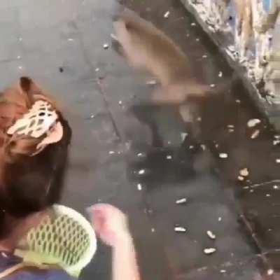Coitado do mankey