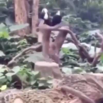 monke flip flip flip flip