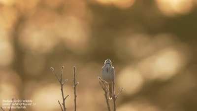 Bird song that you can see