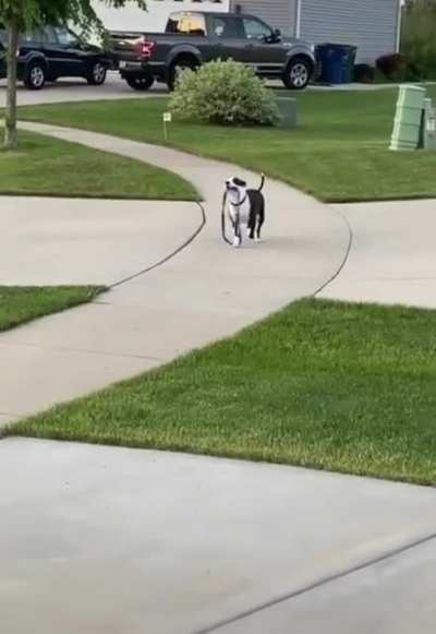 Strong independent dog don't need no human to go for a walk