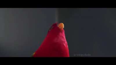Don't give birb the saber