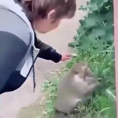 macaquinho