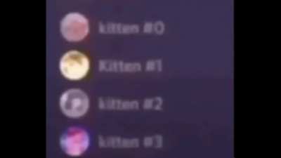 Meow meow n...