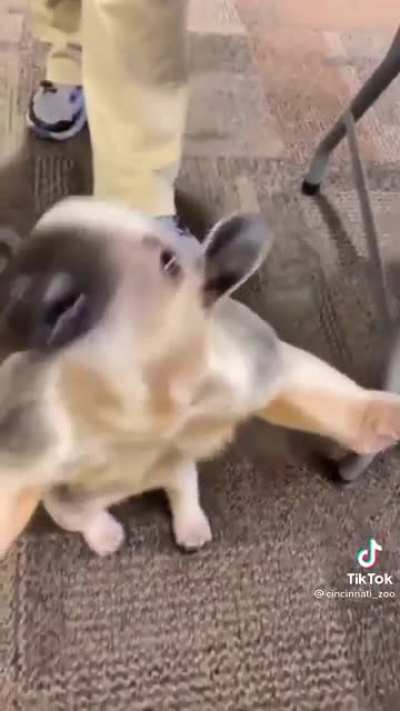 The little licks!