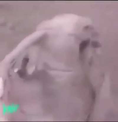 DoglaREDDIT - Video #8145