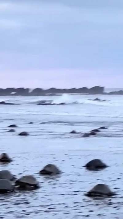 The majesty of the sea turtle! Let's make a TikTok!