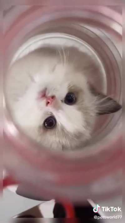 Proof that cats are liquid