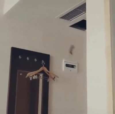 鼠鼠想run的下场