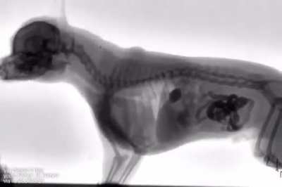 Anatomy of a Dog Swallowing Food.