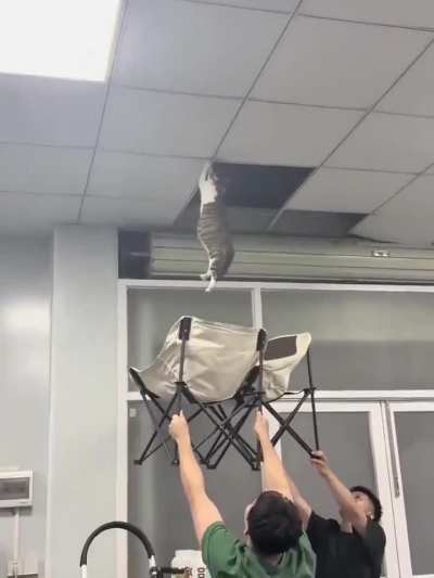 Ceiling Cat