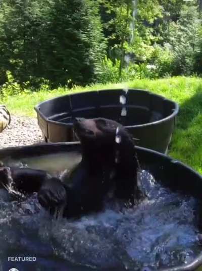 Big bear bathing