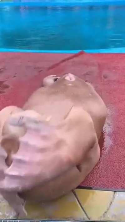 Моржик