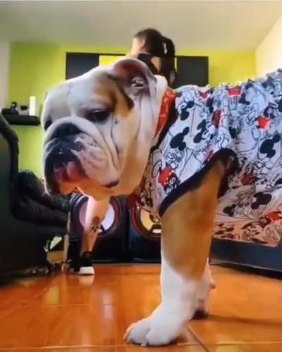firulais La cagaste!