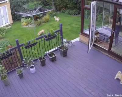 Cat herding dogs