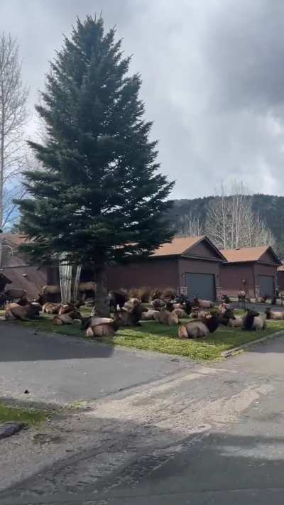 🔥 Big herd of elk chillin in Colorado. 🔥 