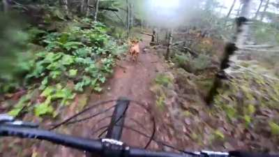HMRB while I show this human how to blaze a trail