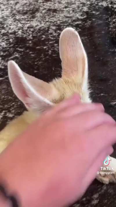 The cons of getting Fennec foxes as pets