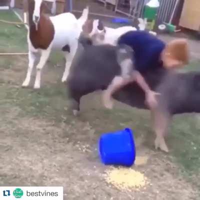 No Time! My Pig People Need Me!