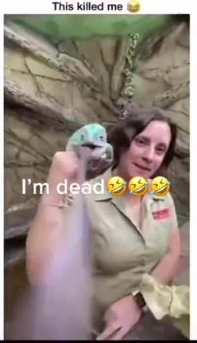 Lizard prank