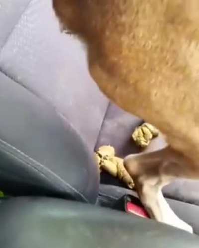 cursed_seat