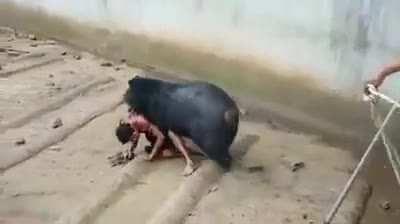 Медведь убил мужика