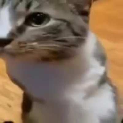Kitty kasooza