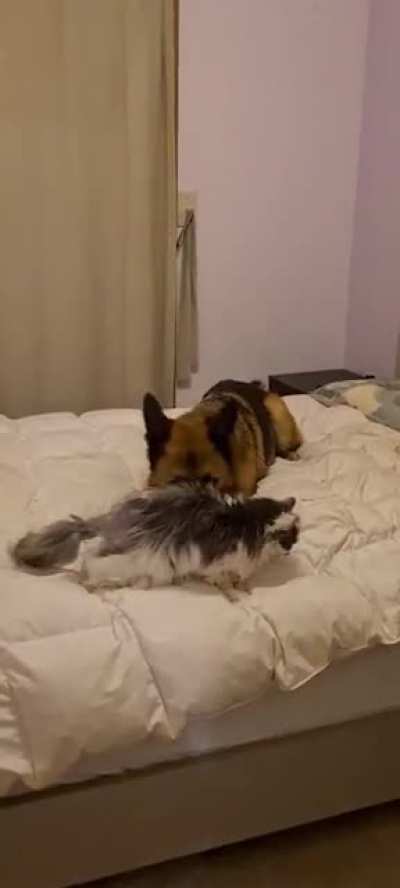 Doggo will do what it takes to spend 1 on 1 time with the old girl who just came back from hospital