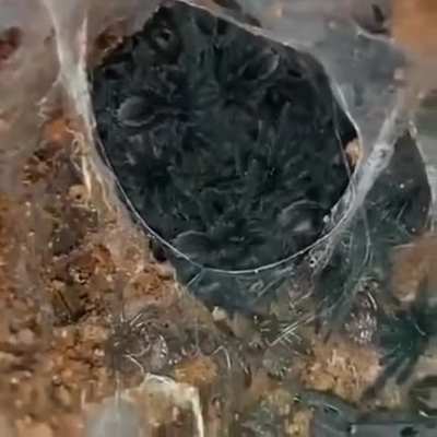 Кучка миленьких животин ^_^