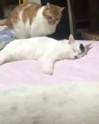 Stauffenberg’s failed attempt to assassinate Adolf Kitler 1944 (colorized)