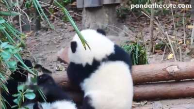 Panda picks a fight multiple times