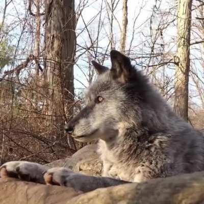 awoooooooo